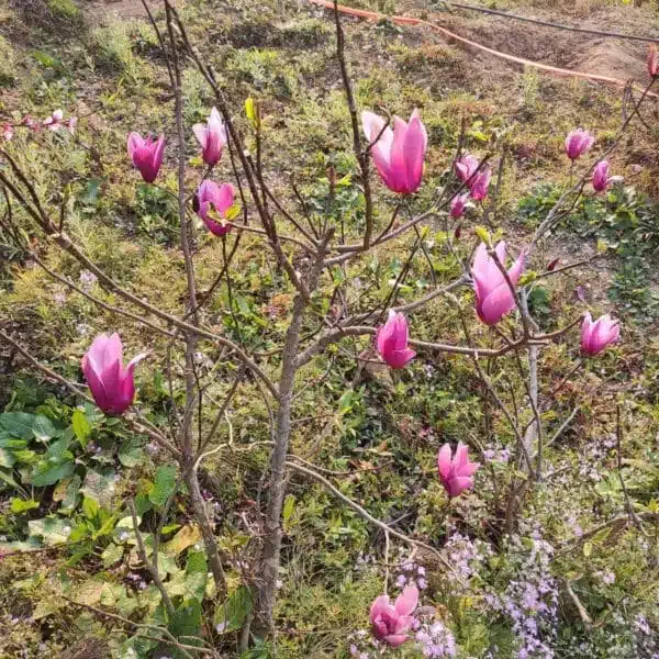 Magnolia Liliiflora Obovata Purpurea (Purple) - Image 6