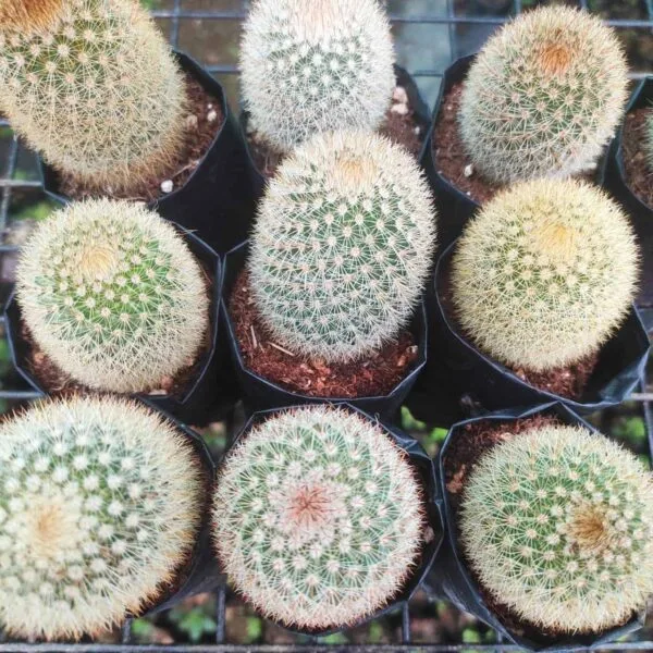 Mammillaria Matudae - Image 2