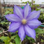 Clematis plant