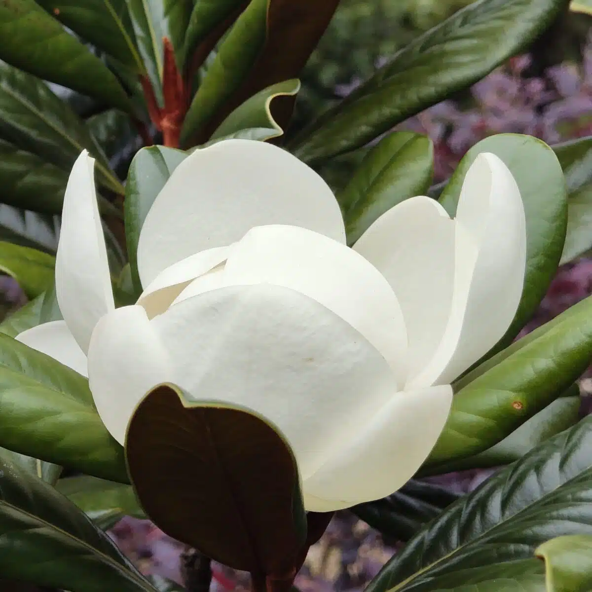Magnolia Grandiflora - Image 18