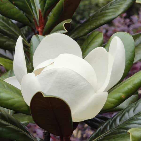 Magnolia Grandiflora - Image 18