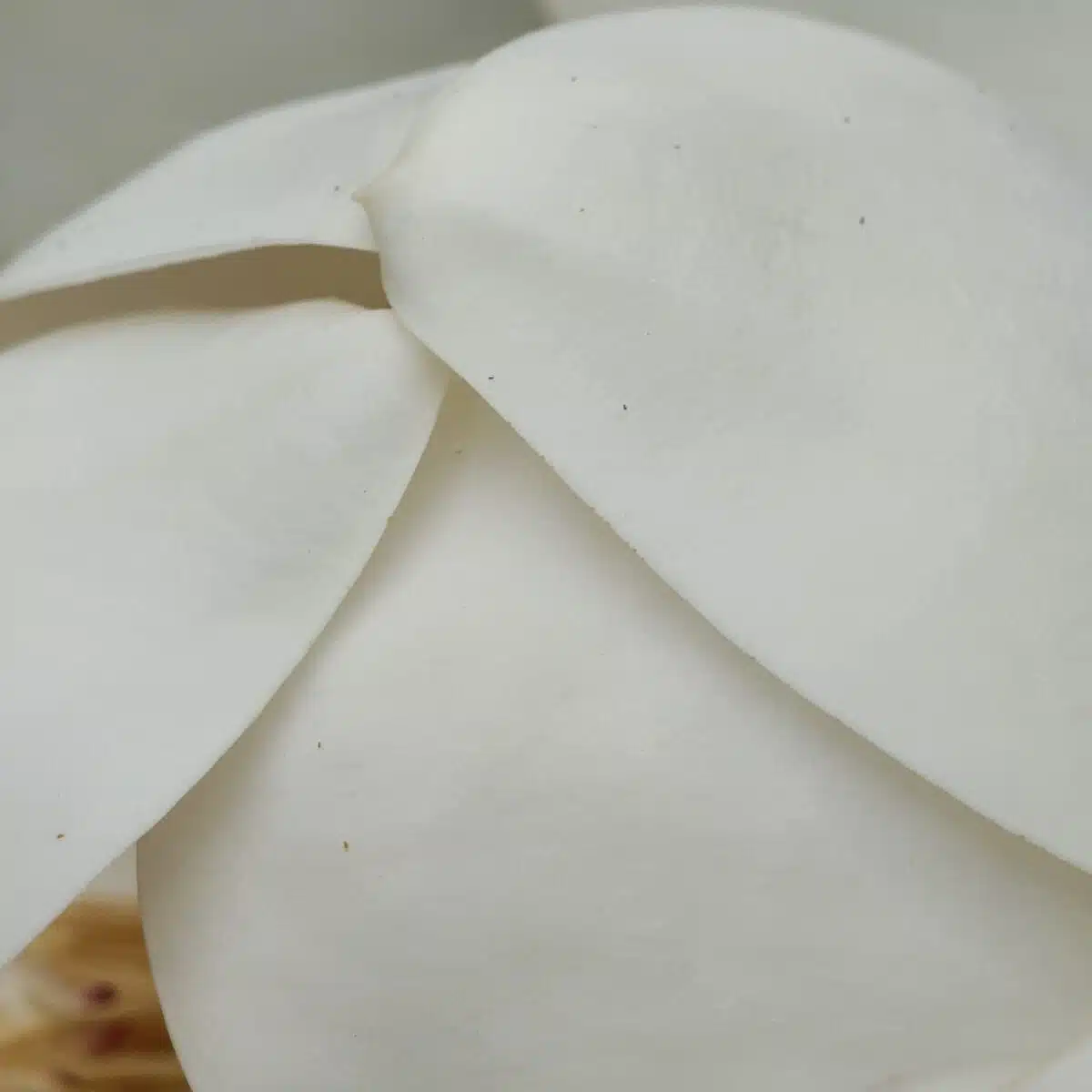 Magnolia Grandiflora - Image 15