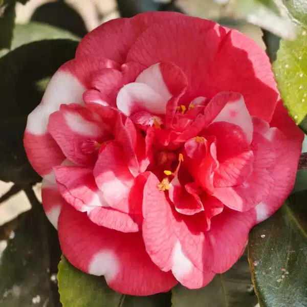 Camellia Japonica Variegated (Emperor Of Russia  Variegated) - Stunning Plant with White and Pink Winter Blooms - Image 4