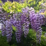 Wisteria Sinensis (Purple) - Fragrant Climbing Vine | Garden Decor