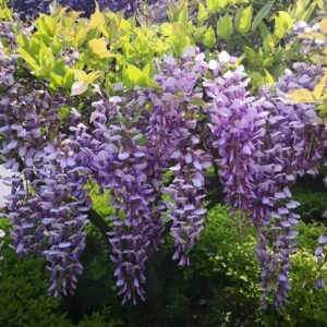 Wisteria Sinensis (Purple) – Fragrant Climbing Vine | Garden Decor