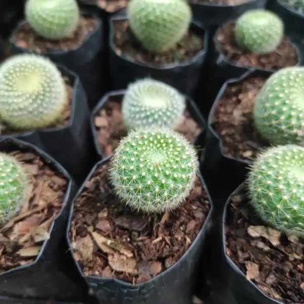 Cactus - Image 2