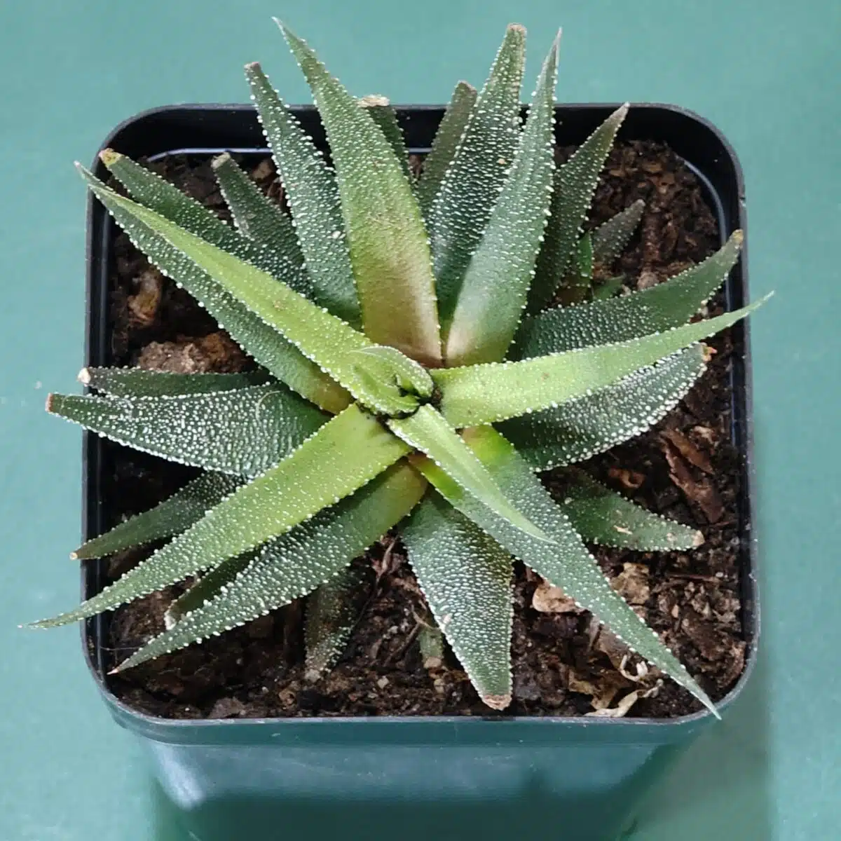 Haworthia Fasciata Concolor - Image 2