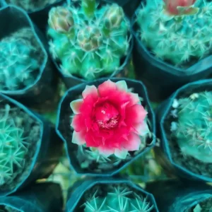 Gymnocalycium Baldianum
