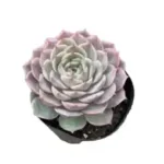 Echeveria 'Onslow': A Beautiful Succulent with Blue-Green Leaves and Pink Outlines