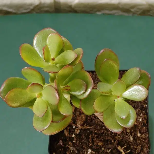 Kuberaksha 'Crosby's Compact' (Crassula ovata Red Dwarf Jade) - Image 5
