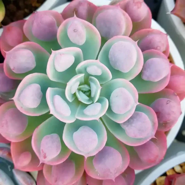 Echeveria Raindrops (wright)