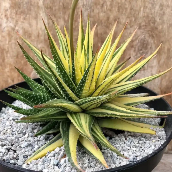 Haworthia Attenuata F. Variegata - Image 3
