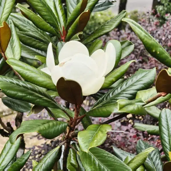 Magnolia Grandiflora - Image 17