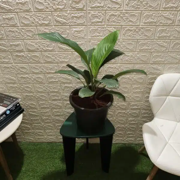 Spathiphyllum wallisii 'Sensation'(Giant Peace Lily) - Image 3