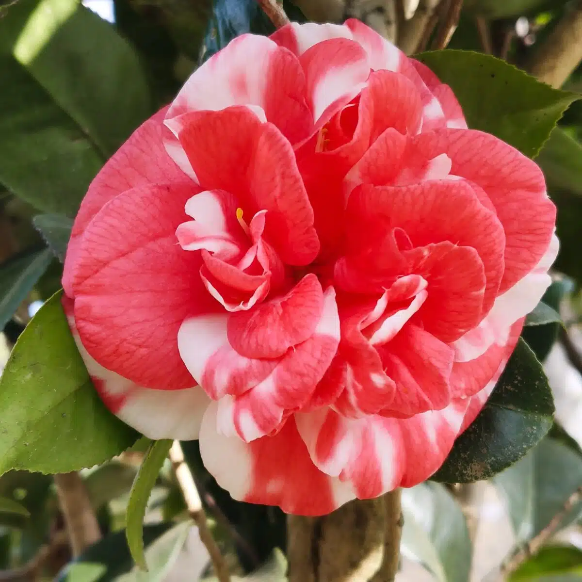Camellia Japonica Variegated (Emperor Of Russia  Variegated) - Stunning Plant with White and Pink Winter Blooms - Image 3