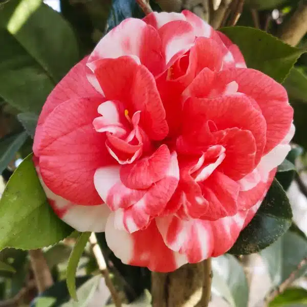 Camellia Japonica Variegated (Emperor Of Russia  Variegated) - Stunning Plant with White and Pink Winter Blooms - Image 3
