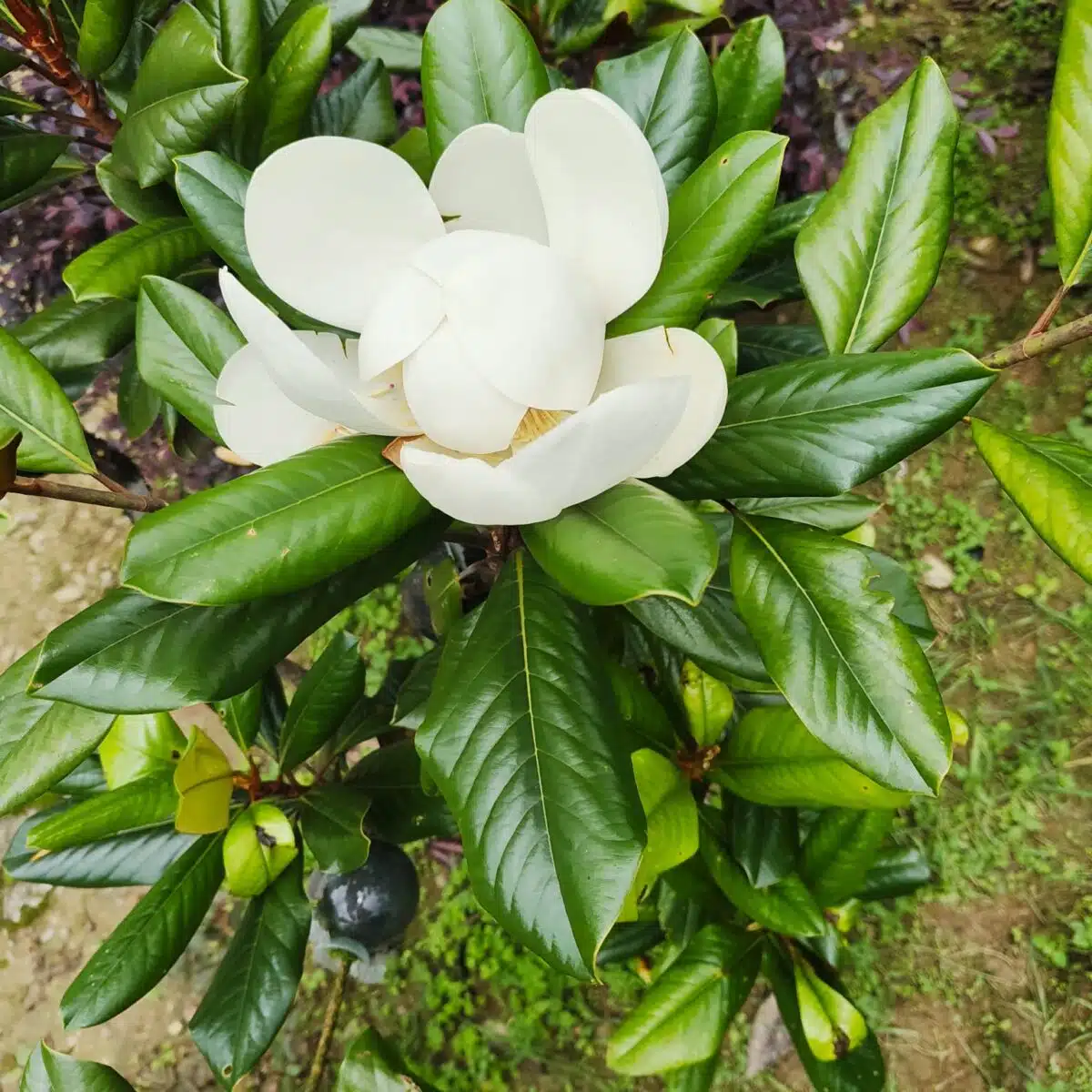 Magnolia Grandiflora - Image 9