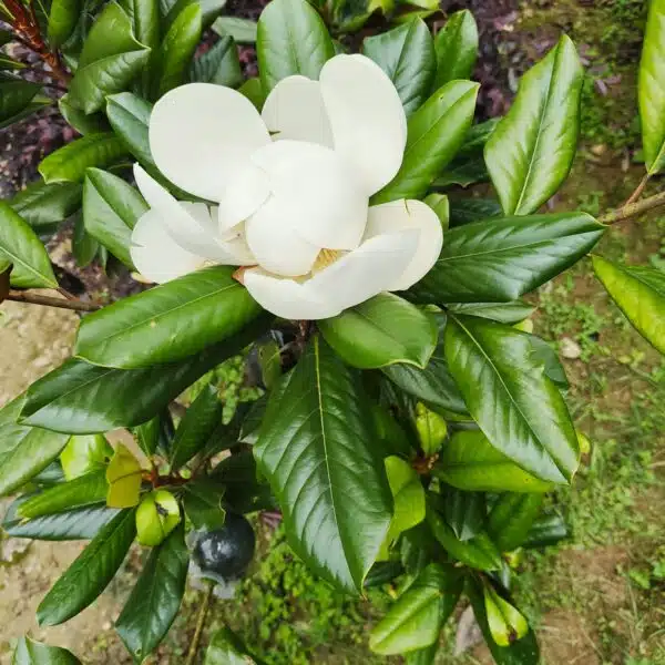 Magnolia Grandiflora - Image 9