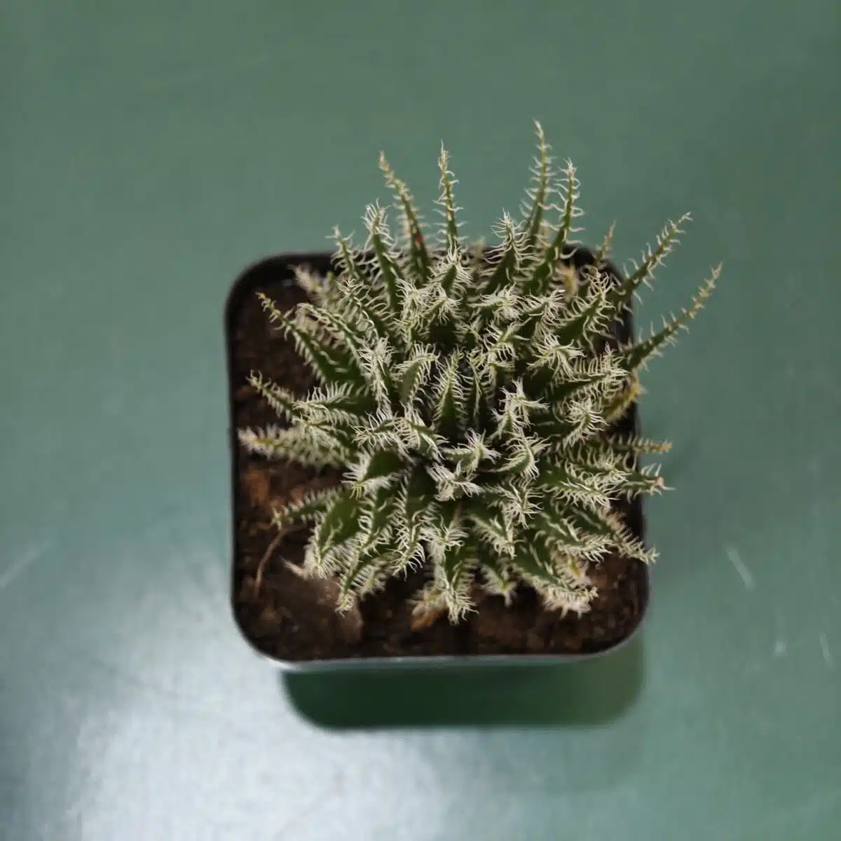 Buy Aloe 'Haworthioides' - Unique Indoor Succulent Plant - Image 4