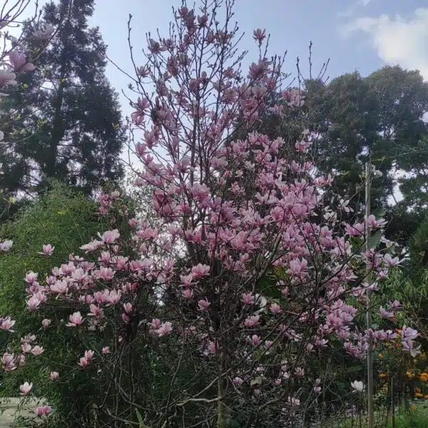 Magnolia x Soulangeana - Beautiful Flowering Tree for Your Garden - Image 19