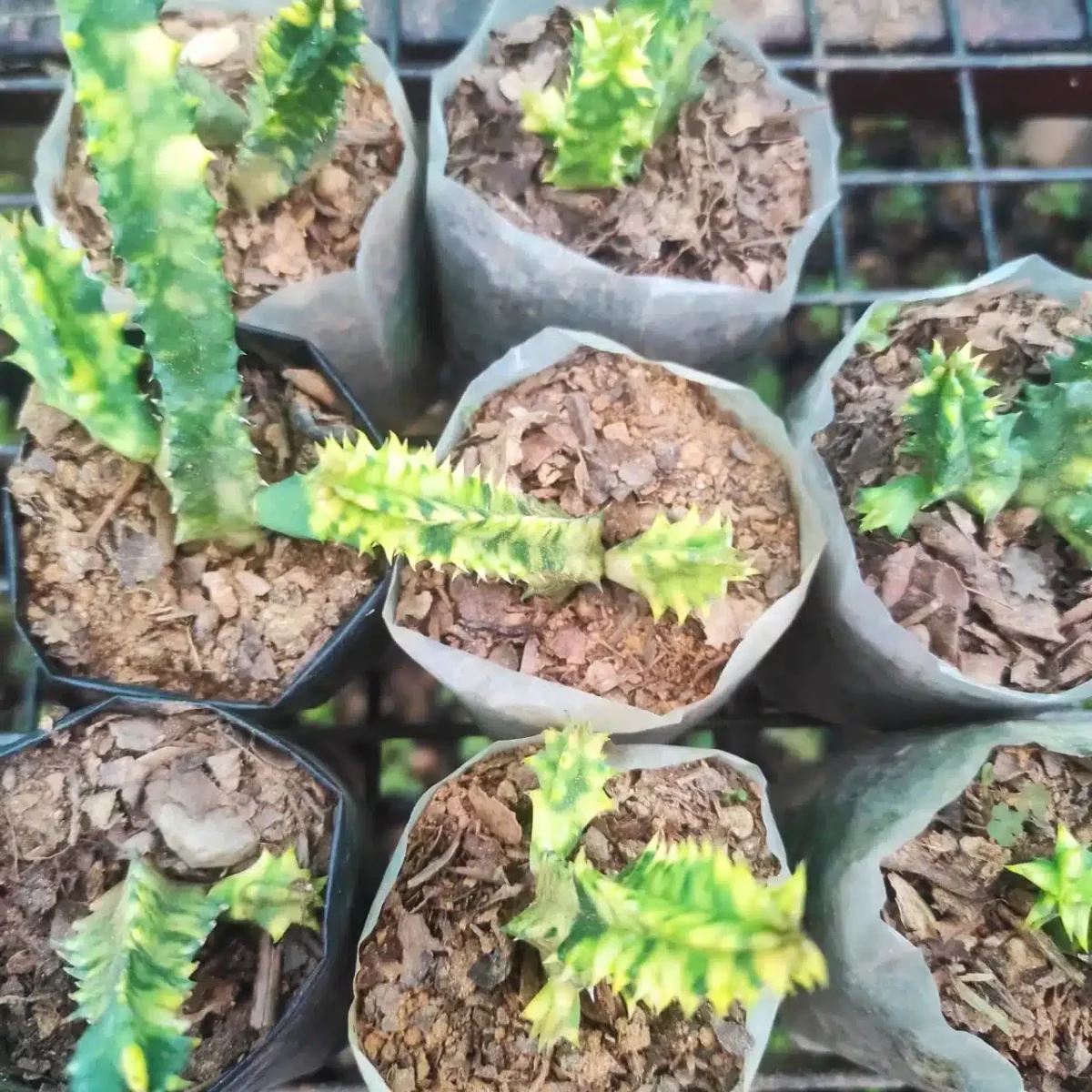 Buy Huernia Zebrina Variegated - Unique Succulent Plant | Exotic Zebra Pattern - Image 3