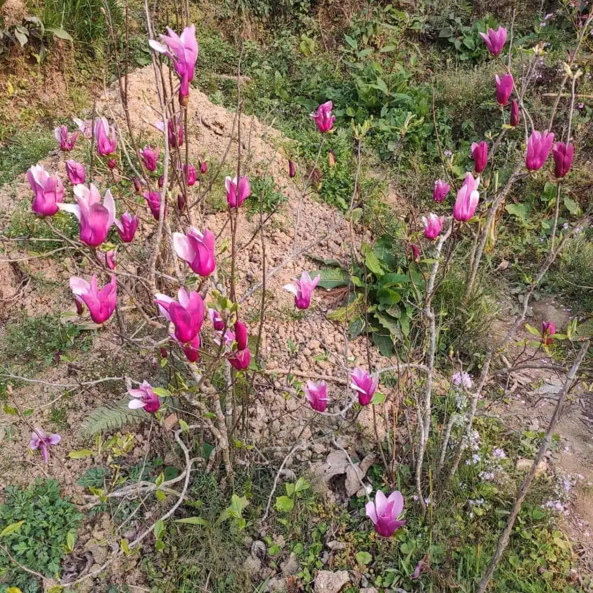 Magnolia Liliiflora Obovata Purpurea (Purple) - Image 5