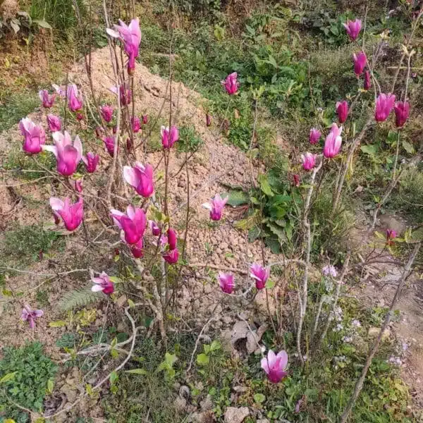 Magnolia Liliiflora Obovata Purpurea (Purple) - Image 5