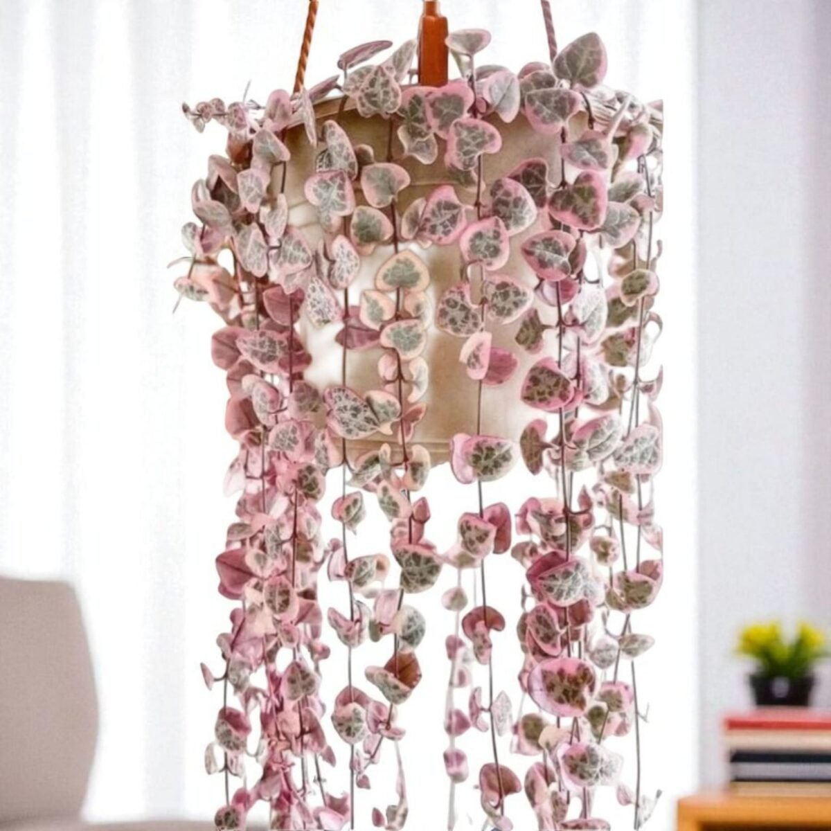 Variegated String of Heart (Ceropegia Woodii f. variegata) - Image 1