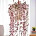 Variegated String of Heart (Ceropegia Woodii f. variegata)