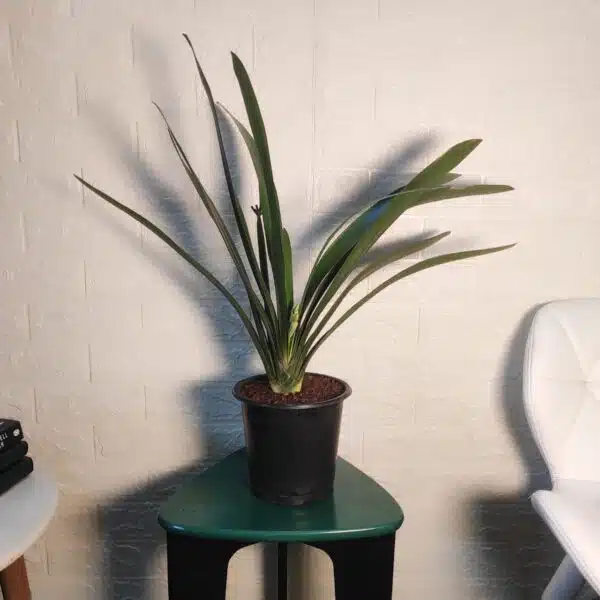 Clivia Miniata (Bush Lily) Light Orange - Plant - Image 2