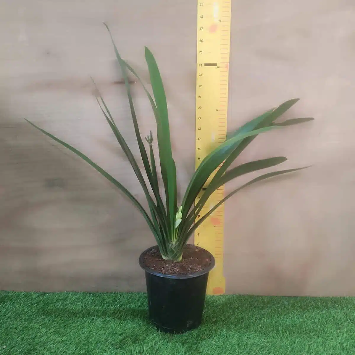 Clivia Miniata (Bush Lily) Light Orange - Plant - Image 5