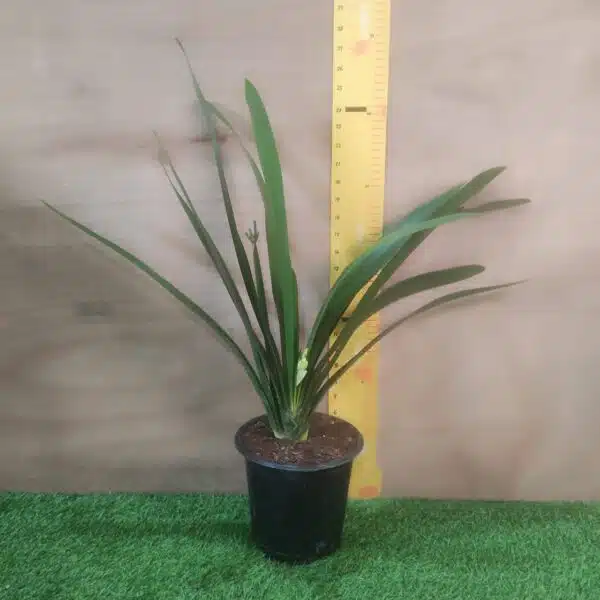 Clivia Miniata (Bush Lily) Light Orange - Plant - Image 5