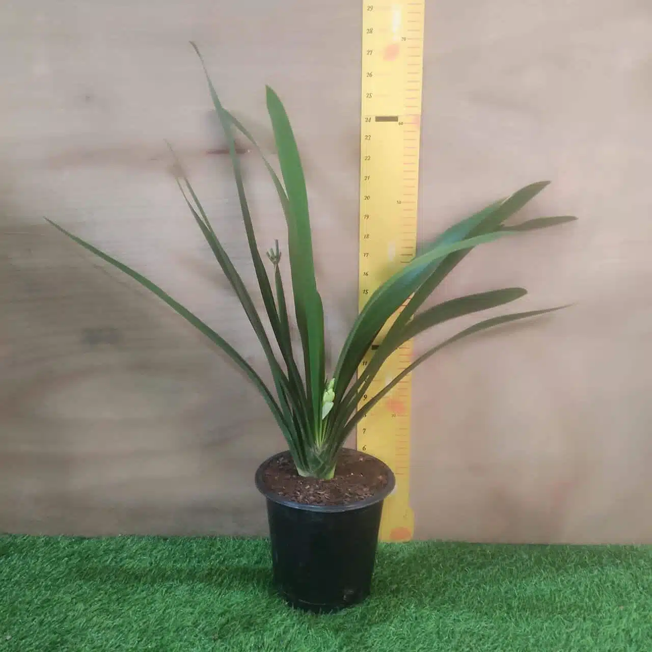 Clivia Miniata (Bush Lily) Light Orange - Plant - Image 5