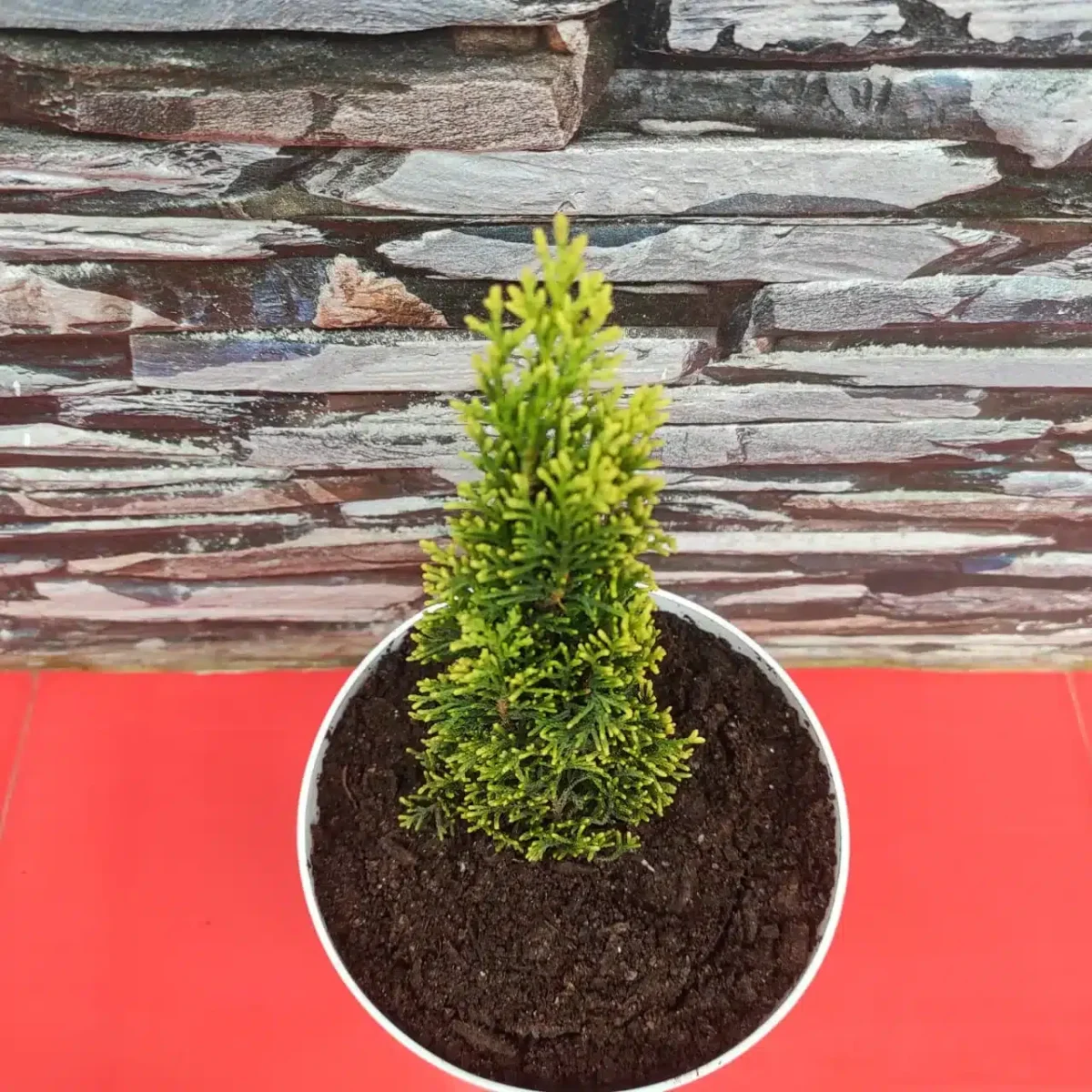 Golden Pencil Pine (Cupressus Swanes) - Stunning Evergreen Tree for Your Landscape - Image 4