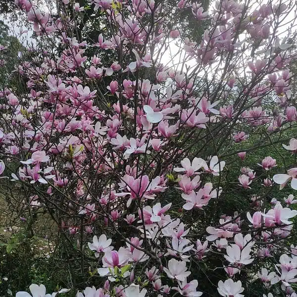 Magnolia x Soulangeana - Beautiful Flowering Tree for Your Garden - Image 16