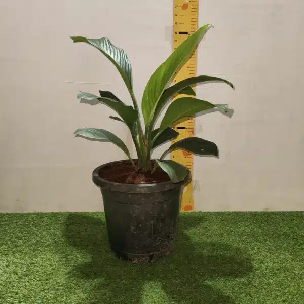 Spathiphyllum wallisii 'Sensation'(Giant Peace Lily) - Image 13