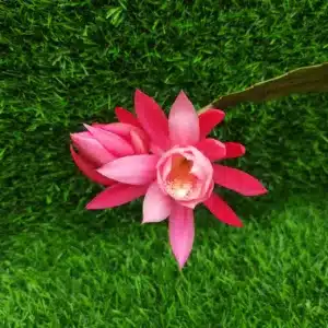 Epiphyllum Oxypetalum (Brahma Kamal) Baby Pink Color