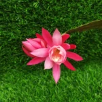 Epiphyllum Oxypetalum plant