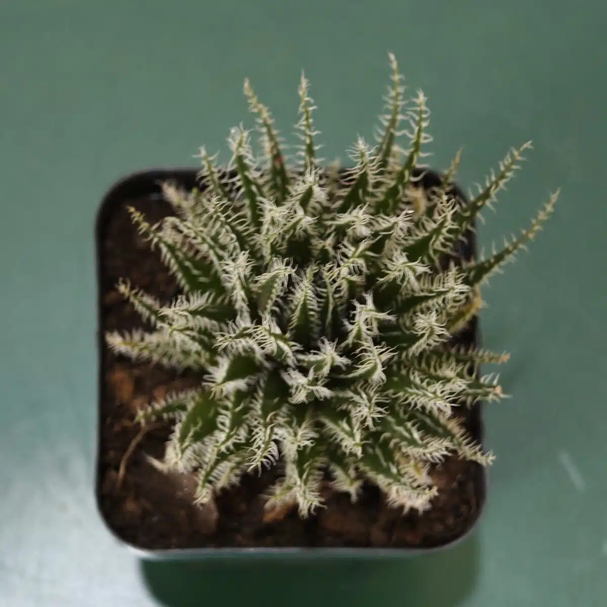 Buy Aloe 'Haworthioides' - Unique Indoor Succulent Plant - Image 5