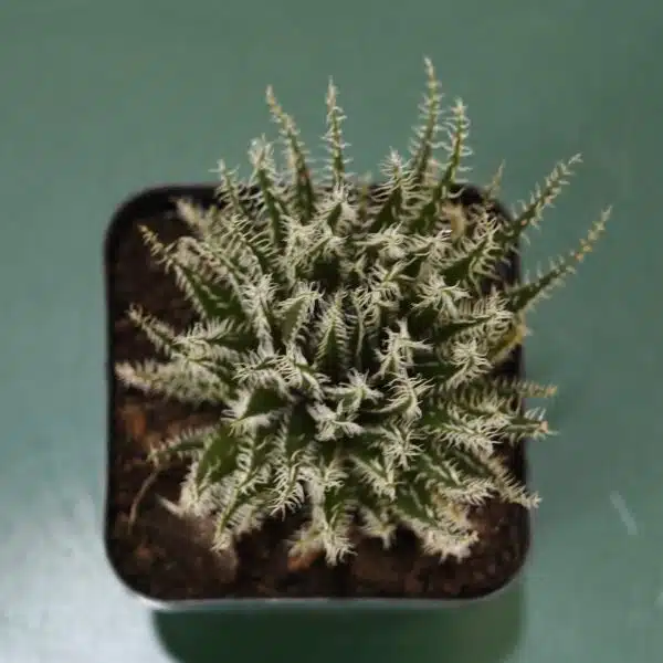 Buy Aloe 'Haworthioides' - Unique Indoor Succulent Plant - Image 5