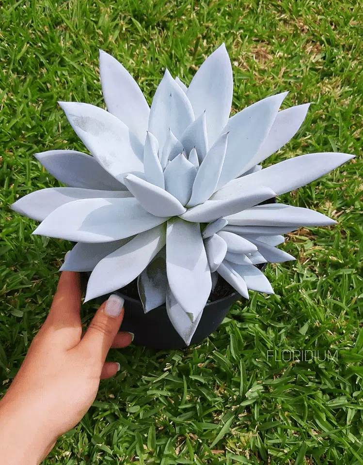 Echeveria Maxican Giant - Image 3