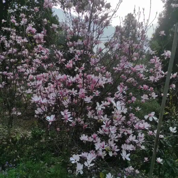 Magnolia x Soulangeana - Beautiful Flowering Tree for Your Garden - Image 14