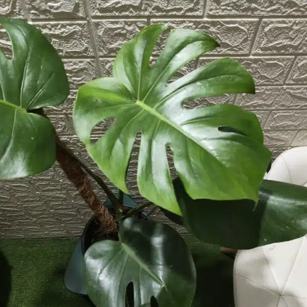 Monstera Deliciosa - Image 15