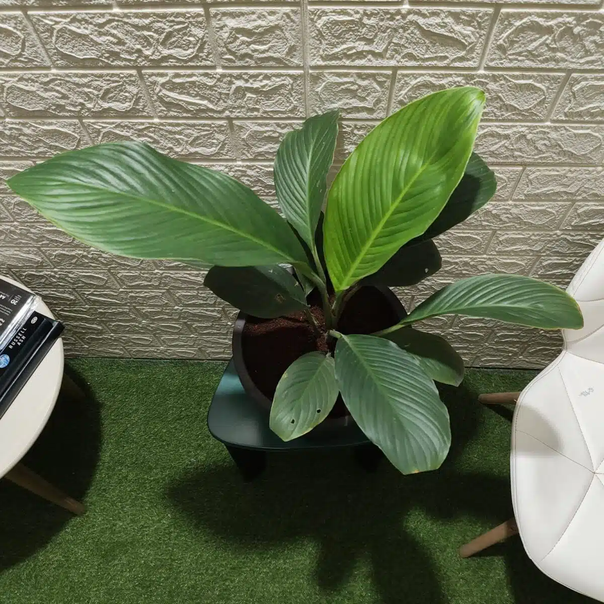 Spathiphyllum wallisii 'Sensation'(Giant Peace Lily) - Image 9