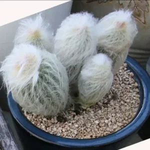 Espostoa melanostele subsp. nana (Old Women Cactus)