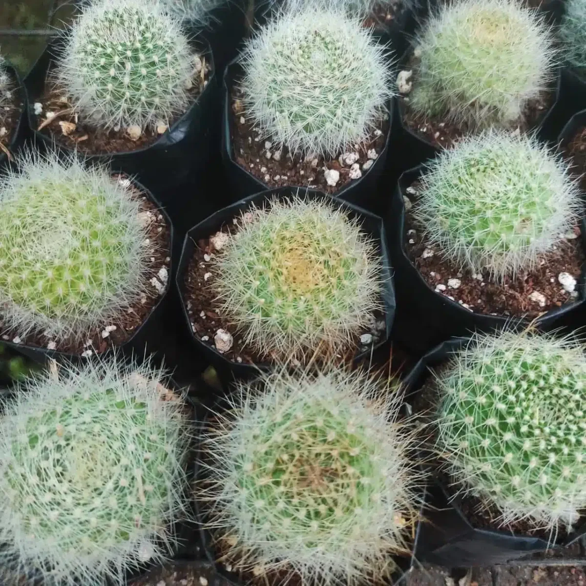 Cactus Rebutia Albiflora White - Image 3