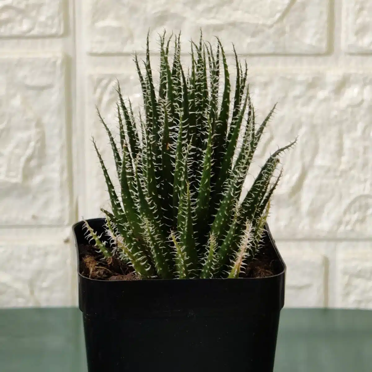 Buy Aloe 'Haworthioides' - Unique Indoor Succulent Plant - Image 6