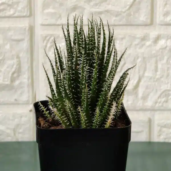 Buy Aloe 'Haworthioides' - Unique Indoor Succulent Plant - Image 6