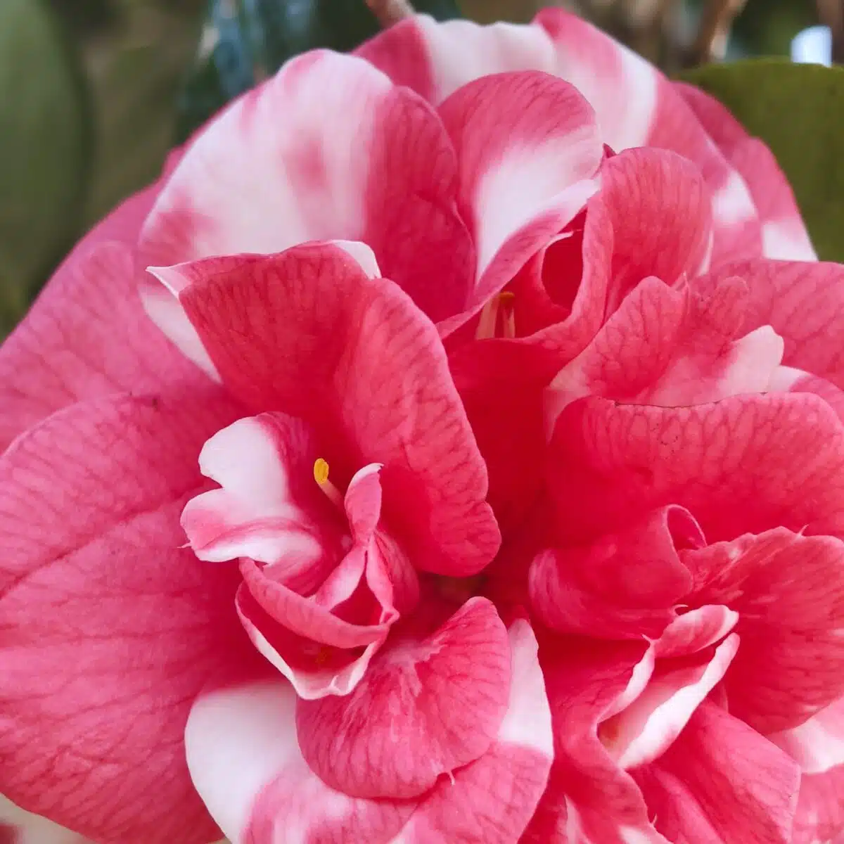 Camellia Japonica Variegated (Emperor Of Russia  Variegated) - Stunning Plant with White and Pink Winter Blooms - Image 5