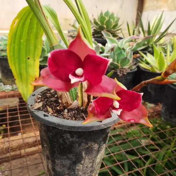 Orchid Lycaste - Image 2